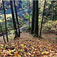Осень в лесу. :: Валерия Комова