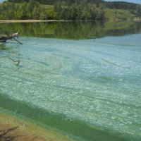 Вода цветёт. :: Татьяна Иваненкова