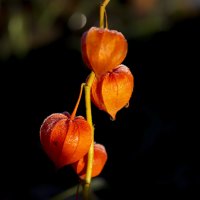 physalis :: Zinovi Seniak