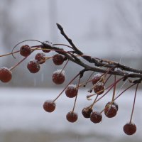 В первом снеге.(1) :: сергей 