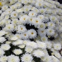 Подари мне хризантемы - белые, как снег, с горьким запахом метели, слёз остывших след... :: Тамара Бедай 