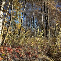 Ноябрьский лес. :: Валерия Комова