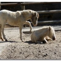 ВСТАВАЙ НА УТРЕННЮЮ ЗАРЯДКУ :: Анатолий Восточный