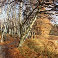 осень :: Владимир Холодницкий