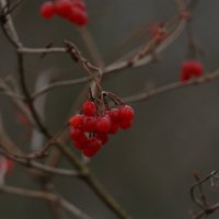 грусть... :: Михаил Жуковский