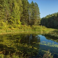 Озеро в лесу :: Shapiro Svetlana 