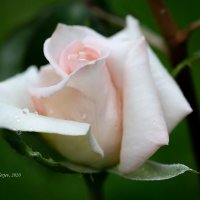 Белая роза после дождя :: Александр Синдерёв