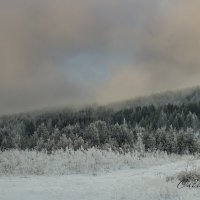 Холодный туман ноября :: Сергей Шаврин