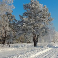 В зимнем лесу :: Светлана Медведева 