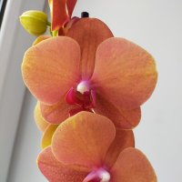 Одна из моих красавиц. Орхидея. :: Yulia Raspopova