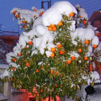 В Афинах редкость снег! (2008 год :: Оля Богданович