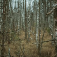 в лесу :: Artemij Volmarev
