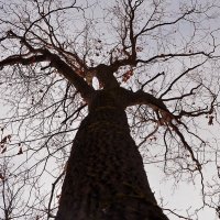 Дерево-"женщина". :: Валентина  Нефёдова 