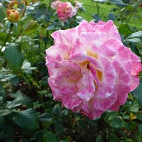 Как нежно розы расцвели порой осенней :: Лидия Бусурина