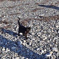 Из жизни  пляжных  котов(Так , что тут  новенького..?) :: Виталий Селиванов 