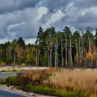 Дорога к озеру Вырка. :: Тамара Бучарская