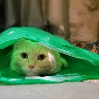 Пакетированный кот :: Лана МП