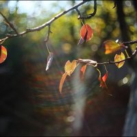 Осенние листья :: Владимир Стаценко