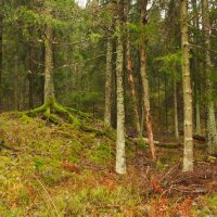 Бархатные корни скандинавского леса :: wea *