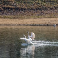 Приводнение :: Игорь Сикорский