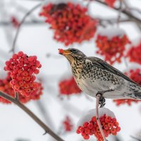 Turdus pilaris :: Игорь Сарапулов