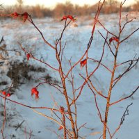 Снежные ягоды... :: Андрей Хлопонин