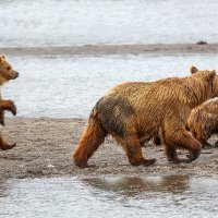 Пойдем гулять!!! :: Денис Будьков