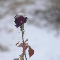Ноябрьская роза :: Владимир Стаценко