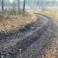 Все дороги и тропинки ведут в лес :: Raduzka (Надежда Веркина)