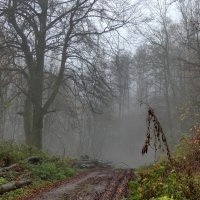 Туман в лесу :: Heinz Thorns