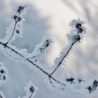 Так нежно.... и снежно! :: Восковых Анна Васильевна 