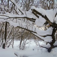Дракон в снегу :: Игорь Чуев