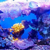 подводный мир Красного моря :: Александр Корчемный