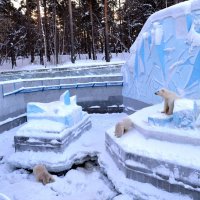 Белые медведи. Новосибирский зоопарк :: Вера Андреева