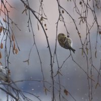 Чечётки за окном (серия). :: Андрей Синицын