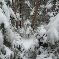 В Снегу :: юрий поляков