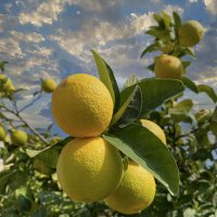 Лимоны спеют в ноябре-декабре :: Александр Деревяшкин