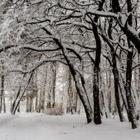 После снегопада. :: Владимир Гришин