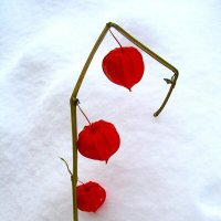 Фонарики в снегу :: Людмила Смородинская