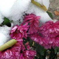 Хризантемы под снегом! :: Валентина  Нефёдова 