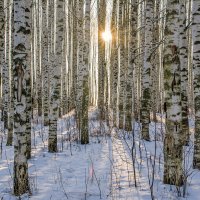 Солнечно :: Елена Чудиновских