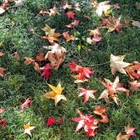 Осенние краски... :: Alex 