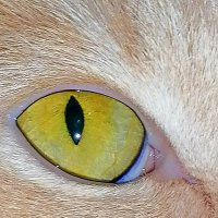 Кошачий глаз :: Лана МП
