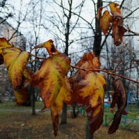 Ноябрь, однако :: Андрей Лукьянов