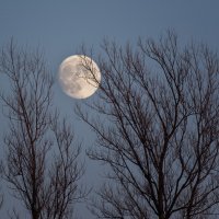 Луна ... :: Евгений Хвальчев