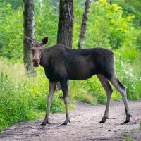 Лосенок. :: Владимир Лазарев