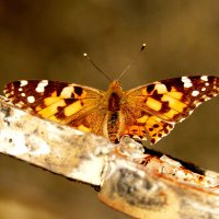 осенние бабочки 6 :: Александр Прокудин
