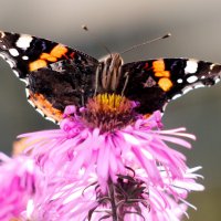 осенние бабочки 9 :: Александр Прокудин