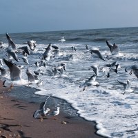 Чайки на море :: Оксана 