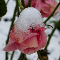 Роза под снегом. :: Милешкин Владимир Алексеевич 
